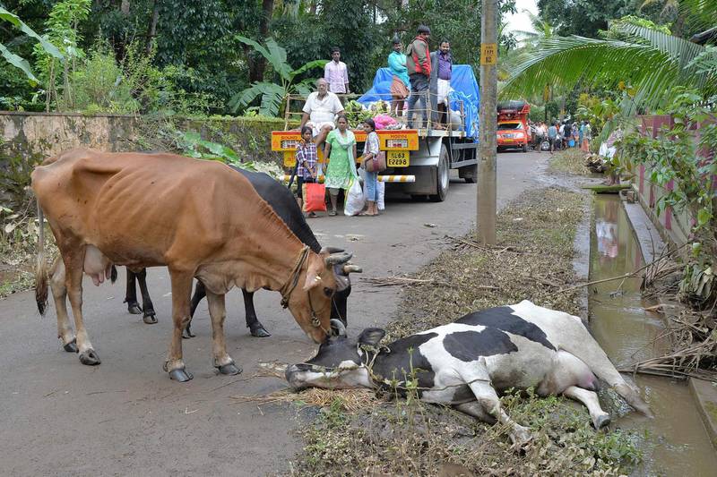Cattle nudges the carcass of another cow lying dead on the side of a road while a family waits for relief following floods at Annamanada village in Thrissur District, Kerala. AFP
