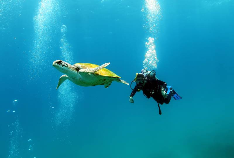 Jean-Michel Moriniere swims with a turtle at Dibba Artificial Reef. Photo: Jean-Michel Moriniere