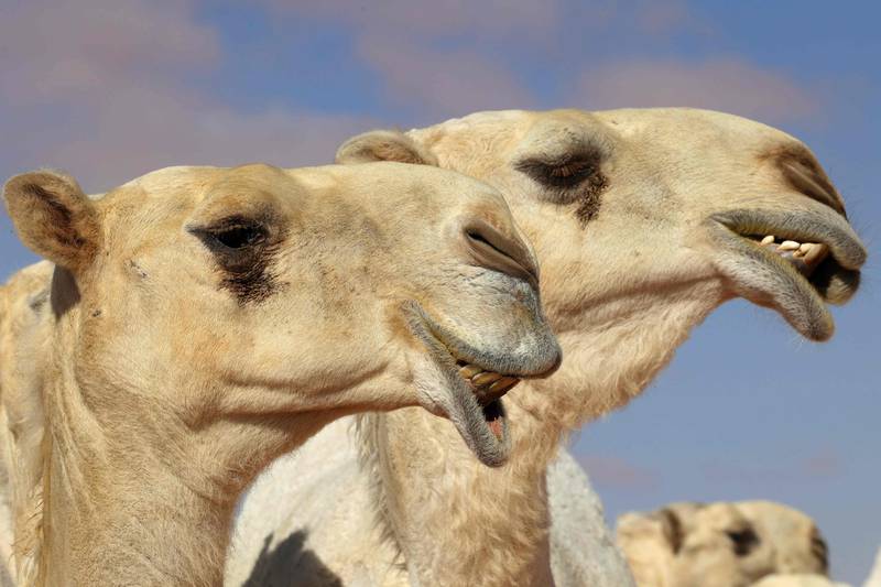 A skilled camel herder can use his voice alone to soothe an animal, make it kneel and even signal a change in direction as they trudge through the desert sands, said the UN cultural agency.