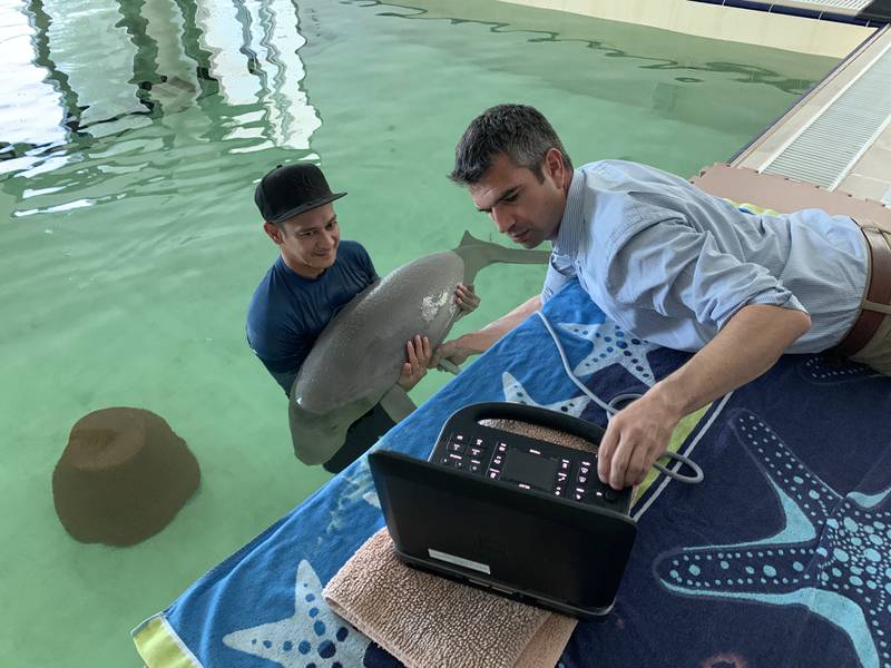 The Environment Agency Abu Dhabi led efforts to nurture the dugong back to full health. Photo: EAD