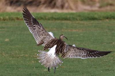 It is the first juvenile Steppe Whimbrel to be observed in the field