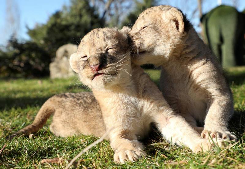Five-day-old lion cubs at a safari park in Belogorsk, Russia. Reuters