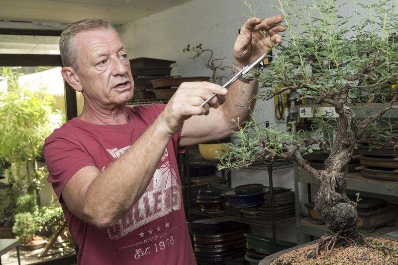 Robert Macnair, chief executive of Bonsai Middle East, works on a ghaf tree bonsai. Antonie Robertson / The National