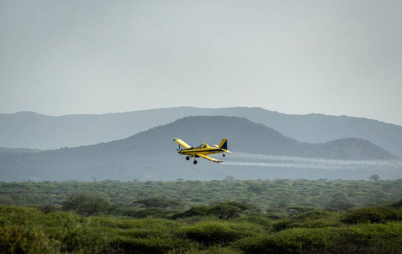 A plane spraying pesticides flies over a swarm of desert locusts in Nasuulu Conservancy, northern Kenya. AP Photo