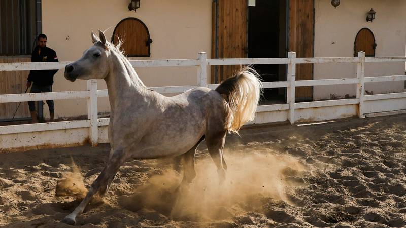 An image that illustrates this article Majestic Arabian horses thrive at Al Wakeel Stud in Kerbala, Iraq - in pictures