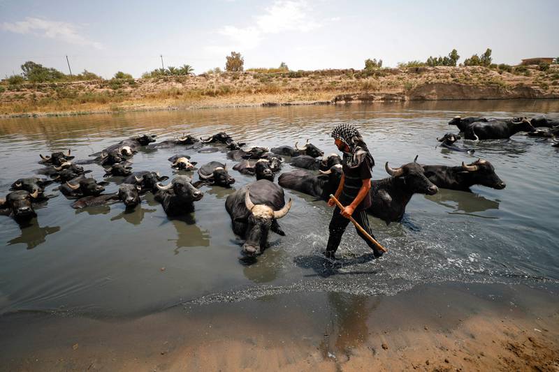 An Iraqi herder cools his buffaloes in the Diyala River. As Iraq bakes under a blistering summer heatwave, its farmers are battling severe water shortages that are killing their crops and animals. and with it their way of life. AFP