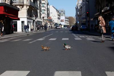 A couple of ducks were spotted in Paris rue de sevres. People stopped, were intrigued and took photos. in Paris, on March 30, 2020. 
 (Photo by Mehdi Taamallah/NurPhoto via Getty Images)