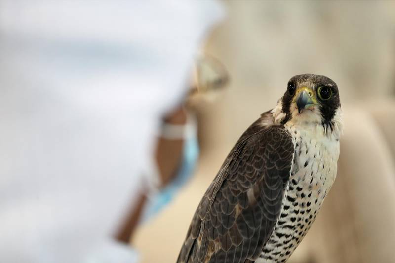 A Saudi man carries a falcon for an auction at Saudi Falcons Club Auction in Riyadh. Ahmed Yosri / Reuters