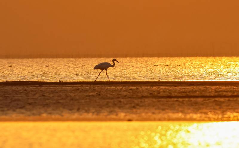 A crane wandering in a pond at a wetland in Jiujiang, in China's central Jiangxi province. AFP