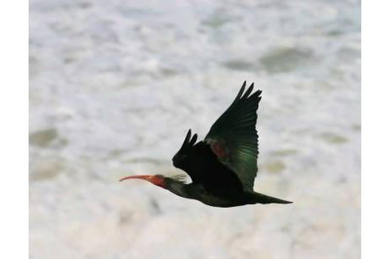 The northern bald ibis will benefit from funding./ Courtesy of the Mohamed bin Zayed Species Conservation Fund