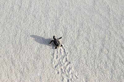 More than 1,100 turtles had hatched on the beach since the hawksbill conservation programme was launched. Courtesy TDIC