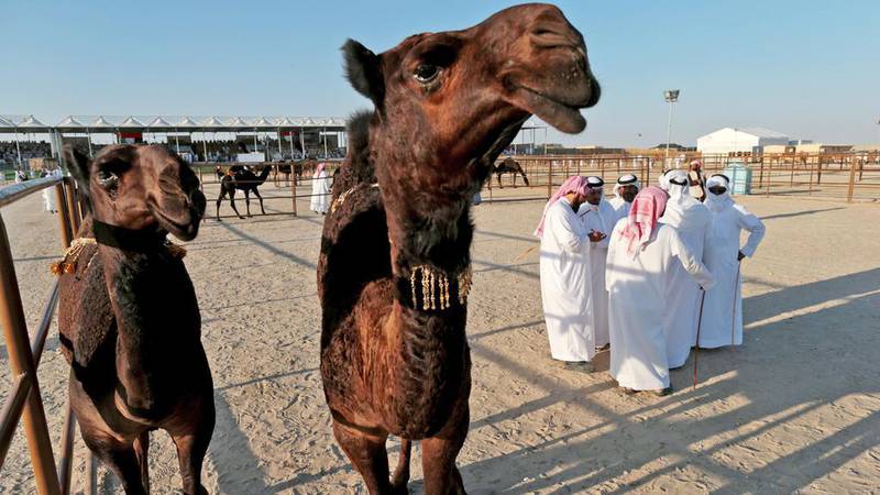The Al Dhafra Festival features a variety of heritage events including a camel beauty contest. Reem Mohammed / The National