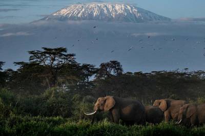 A general view of elephants grazing with a view of the snow-capped Mount Kilimanjaro in the background at Kimana Sanctuary in Kimana, Kenya, on March 2, 2021. - A turf war has erupted over a 180-acre avocado farm near one of Kenya's premier national parks, where elephants and other wildlife graze against the striking backdrop of Africa's highest peak.Opponents of the farm say it obstructs the free movement of iconic tuskers -- putting their very existence at risk -- and clashes with traditional ways of using the land.The farm's backers refute this, saying their development poses no threat to wildlife and generates much-needed jobs on idle land.The rift underscores a broader struggle for dwindling resources that echoes beyond Kenya, as wilderness is constricted by expanding farmland to feed a growing population. (Photo by Yasuyoshi CHIBA / AFP)