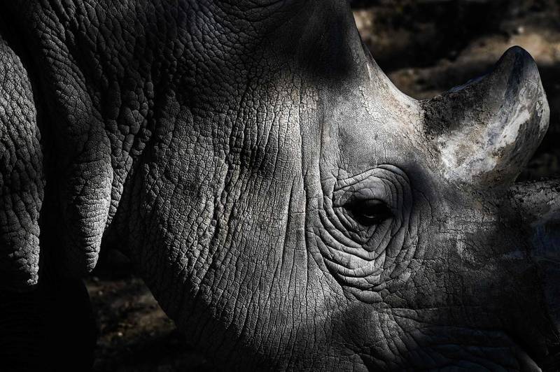 A close-up of a rhinoceros.