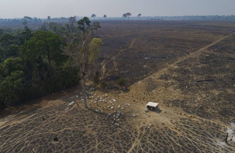 Cattle graze on land recently burnt and deforested by cattle farmers near Novo Progresso, Para state. AP