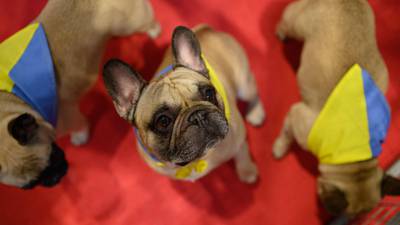 Solidarity ... from French bulldogs wearing bandanas in the colours of the Ukrainian flag. AFP