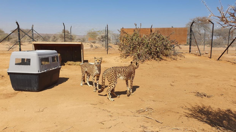 Two siblings brought into the Cheetah Conservation Fund as cubs were rescued by the Somaliland government in 2020 and among the first to bed down in the Somaliland Cheetah Rescue and Conservation Centre (CRCC) at Geed-Deeble.

