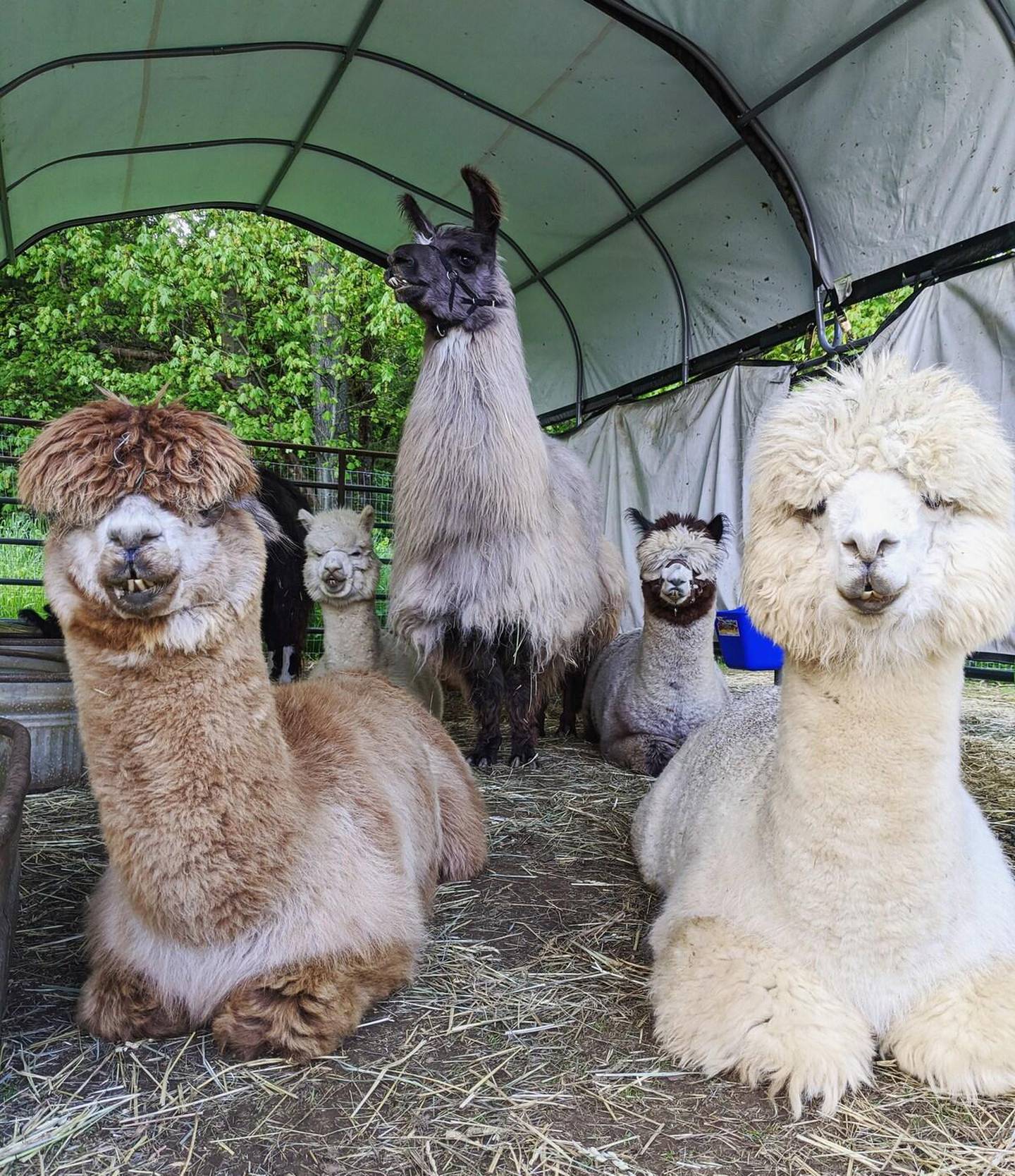 Meet therapy llamas living in Portland. Courtesy Airbnb