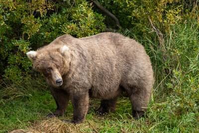 Bear 128, like all of Alaska's brown bears, has put on considerable weight before hibernation season. Photo: L Law