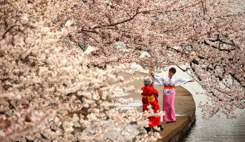 Women in kimonos take photos under the cherry blossoms along the Tidal Basin on a misty morning in Washington, US. Kevin Lamarque / Reuters