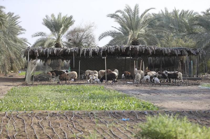 “The driver goes every day to get the fresh milk. The animals are a hobby for me. I know people living here for more than 10 years, and they have meat at my house and they say it’s the best meat here,” says Al Owais.