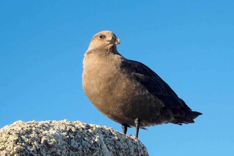 Migratory birds like this South Polar skua could be in danger thanks to increased visitor numbers to Antarctica. Courtesy Paride Legovini