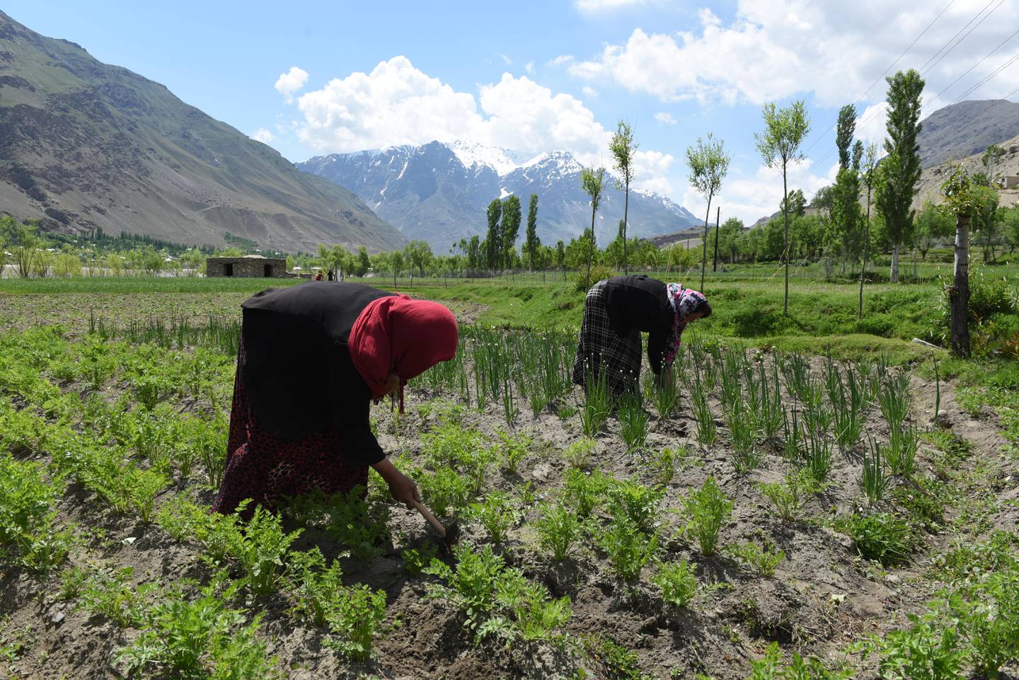 Women working in the fields along the Pyanj river. Photo: Nance Ackerman