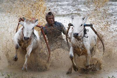 A man takes part in racing Pacu Jawi or 'mud cow racing" in Padang Pajang, West Sumatra, Indonesia, Saturday, Oct 13, 2012. The Sumatran sport of Pacu Jawi or 'Mud Cow Racing' is held at the end of each rice harvesting season by the Minangkabau people in West Sumatra, Indonesia. The activity sees farmers cling onto crude wooden frames attached to two cows, which they then encourage to race through a muddy paddy field. With their hands busy holding on tight, 'jockeys' encourage their steeds to go faster by biting their tails. (AP Photo/Vincent Thian) *** Local Caption ***  Indoensia Caw Racing.JPEG-04933.jpg