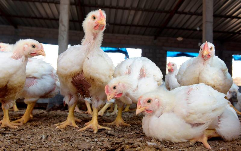 In this photograph taken on May 2, 2018, chickens roam in a hen house at Bambilors in Dakar. In Senegal, the poultry industry is developing exponentially following a decision by the state to ban all imports of poultry and bird flu in 2005, which has led to a rise in the quality of local production, which is threatened by the possible lifting of import restrictions. / AFP / SEYLLOU

