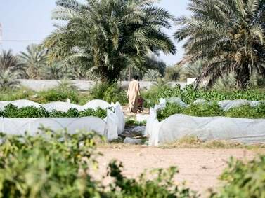 Abu Dhabi updates holiday home policy to include farmhouses