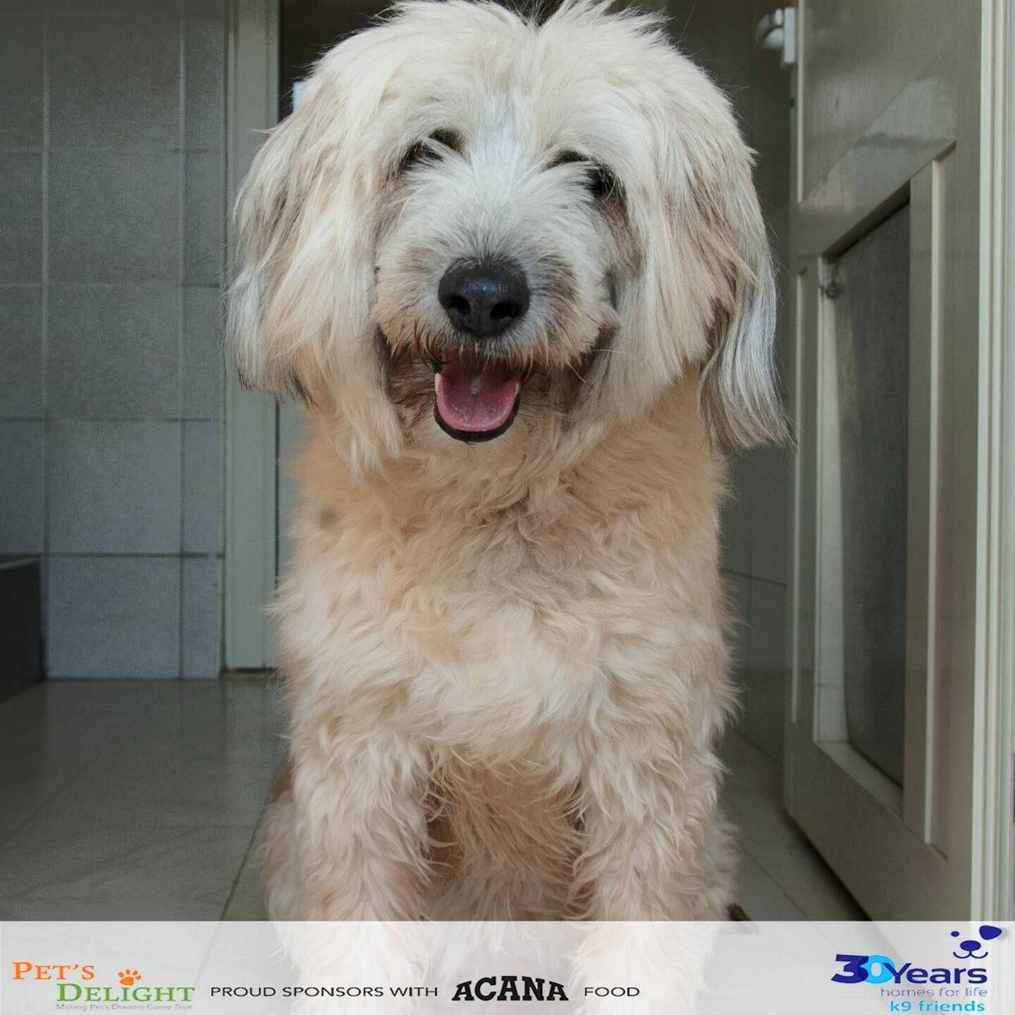 Shabby is one of the dogs up for adoption through K9 Friends Dubai. Courtesy K9 Friends Dubai