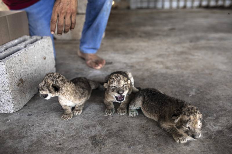 Visitors have flocked to the small Nama zoo on the outskirts of Gaza City, with children allowed to pet the newborns. Nama is operated by a private charity, putting it in a slightly better position than other zoos that often struggle to provide for their animals. AP