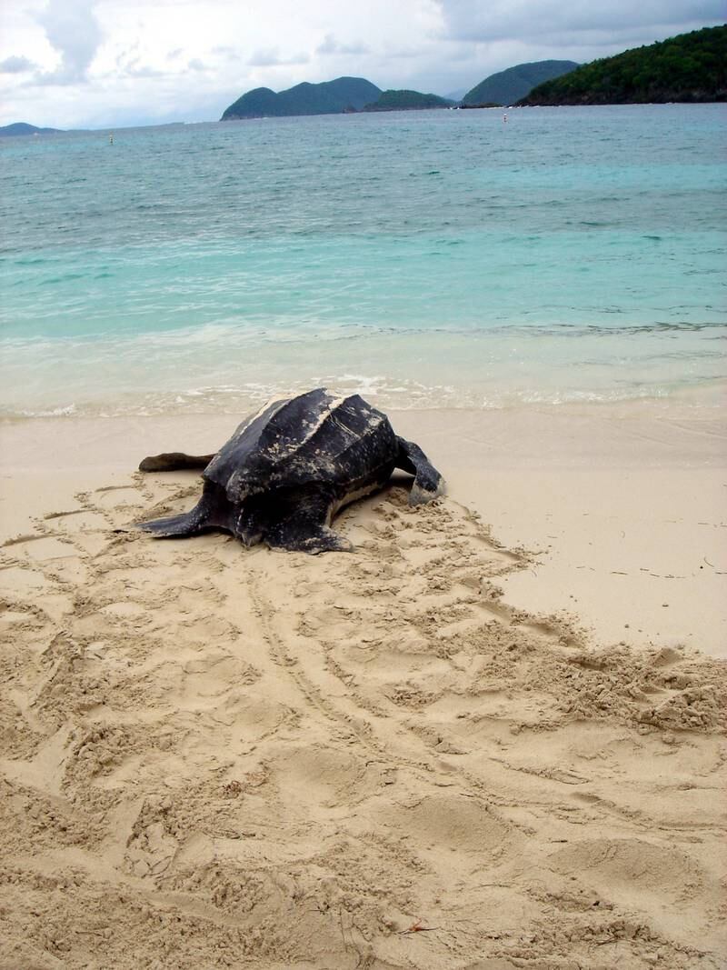A leatherback sea turtle returns to the water at the US Virgin Island National Park. Photo: Caroline Rogers / National Parks Service