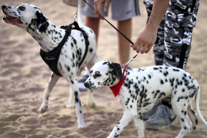 DUBAI, UNITED ARAB EMIRATES, December 10 – People with their dogs after the official opening of Central Bark (dog park) in DAMAC Akoya Oxygen in Dubai. (Pawan Singh / The National) For Lifestyle/Online/Instagram. Story by Hayley  