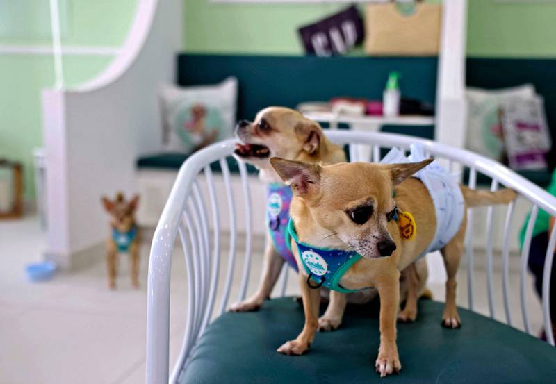 Dogs await cake during another's birthday celebration at Happy Bark Day, the first dog cafe in Dubai to serve food, coffee and cake to dogs only. AFP
