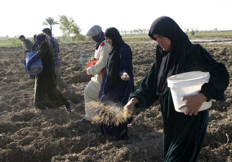Villagers scatter wheat seeds on a field during planting season in Fallujah, west of Baghdad. Reuters