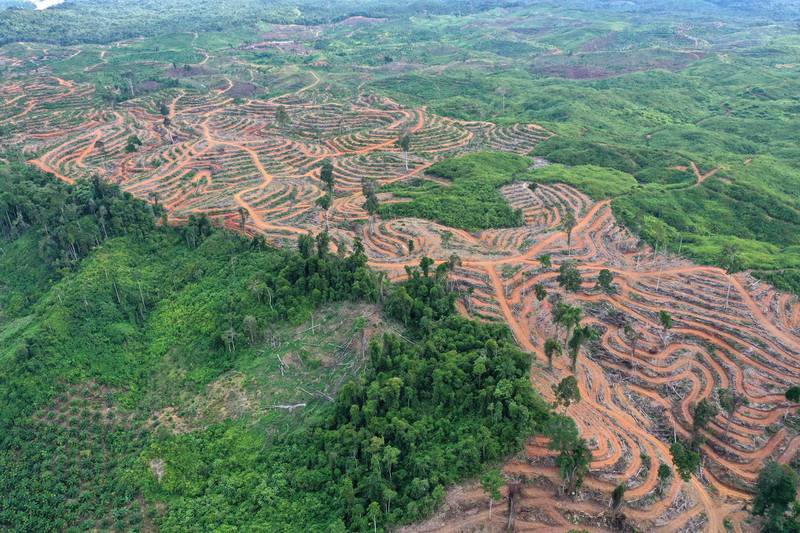 epa07747195 A photograph taken with a drone shows areas of forest that have been cleared for oil palm plantations, in Bawa village, Subulusalam, Aceh, Indonesia, 27 July 2019 (issued 29 July 2019). Indonesia is the world's largest producer of palm oil, made from the pulp of the palm fruit. It is widely used cooking and the commercial food industry. Many palm plantations have contributed to the deforestation of tropical rainforest, causing the death and displacements of many species, among them the critically endangered orangutan and Sumatran elephant.  EPA/HOTLI SIMANJUNTAK