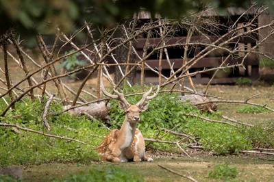 The Persian fallow deer in his enclosure in Wroclaw's Zoo, in Wroclaw, Poland. The Persian fallow deer (Dama dama mesopotamica) is a rare ruminant mammal belonging to the family Cervidae.  EPA