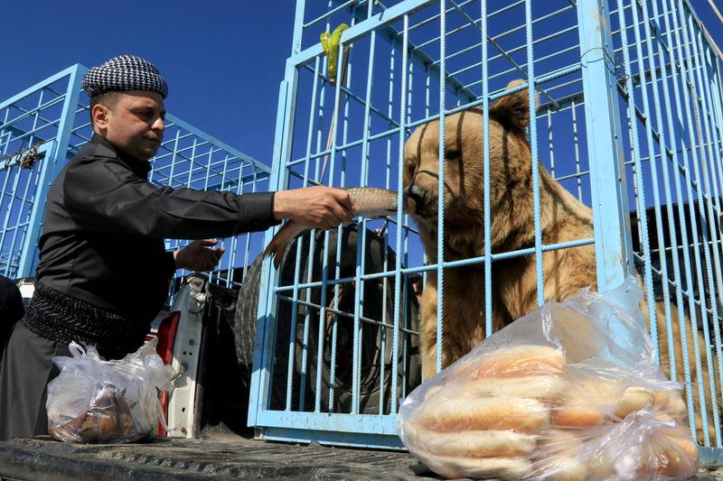 A Kurdish man feeds fish to a bear before Kurdish animal rights activists release it into the wild in Dohuk, Iraq. Reuters
