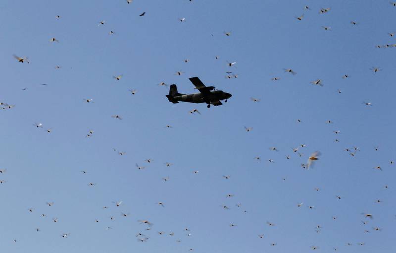 A plane conducting the aerial spraying of pesticides flies over a swarm of desert locusts in Lemasulani village, Samburu County, Kenya. Reuters