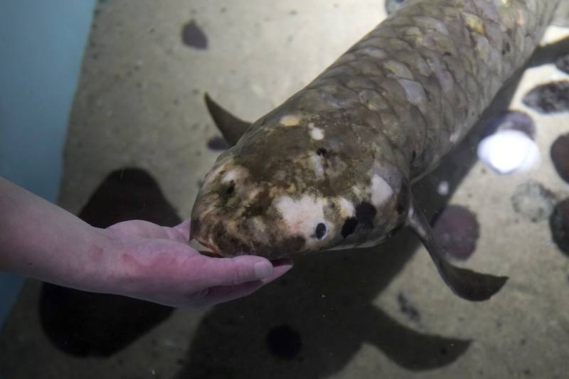 Allan Jan feeds Methuselah, the oldest living fish in captivity in the US. AP