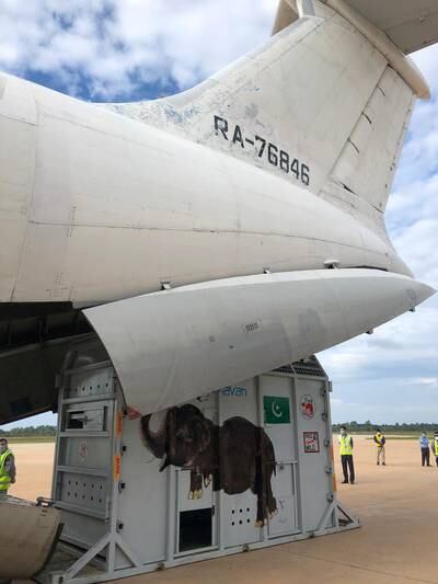 Kavaan is offloaded from the plane in Siem Reap airport arrival in Cambodia. Courtesy Four Paws