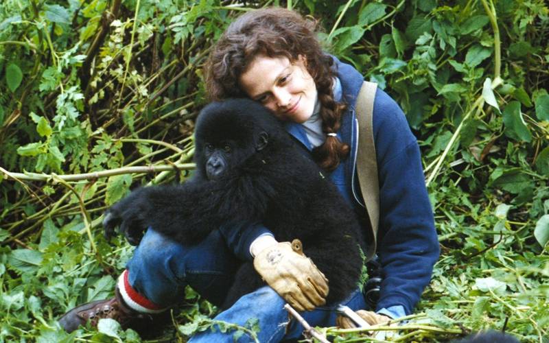 Sigourney Weaver in a scene from the 1988 film Gorillas in the Mist. Photo: Warner Brothers