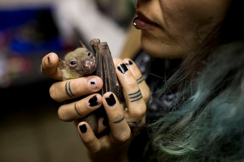 Nora Lifschitz holds a wounded Egyptian fruit bat in her apartment in Tel Aviv, Israel, before the sanctuary was set up. EPA