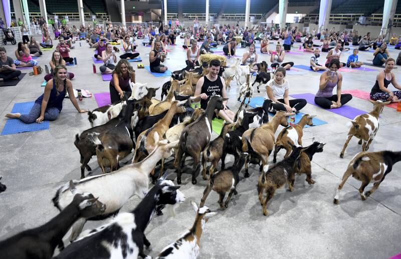 DENVER, CO - JULY 23:  Excited yogis react as dozens of goats are released onto the yoga floor during goat yoga at the Denver County Fair on July 23, 2017 in Denver, Colorado. 236 yogis turned out to do yoga with 52 goats inside the Stadium Arena in the Expo Hall of the National  Western Stock Show complex. The goats are owned by Sydney Burt of Mountain Country Nigerians, located in Bennett. Nigerian dwarf goats are quality milkers, show stoppers and great pets. Many of the goats enjoyed being held after the yoga class. (Photo by Helen H. Richardson/The Denver Post via Getty Images)