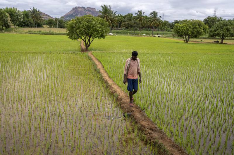 A rice field in Anantapur district in the southern Indian state of Andhra Pradesh. Confusion reigns over how the loss-and-damage fund agreed to at Cop27 will be set up. AP