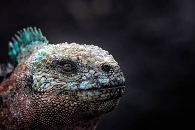The winner of the Up Close and Personal category is this Espanola marine iguana. Courtesy Galapagos Conservation Trust / Leighton Lum