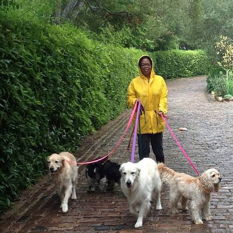 Oprah Winfrey walking her dogs. Each has its own trust fund and as a collective are set to inherit $30m when Oprah dies. Photo: Instagram / @oprah