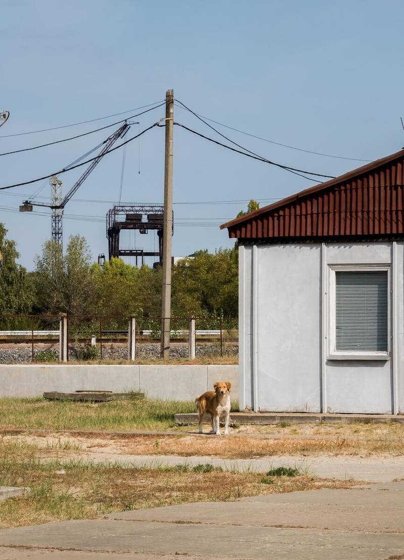 Airbnb’s Meet the Dogs of Chernobyl experience takes you virtually to the scene of the Ukrainian nuclear disaster. Courtesy Airbnb