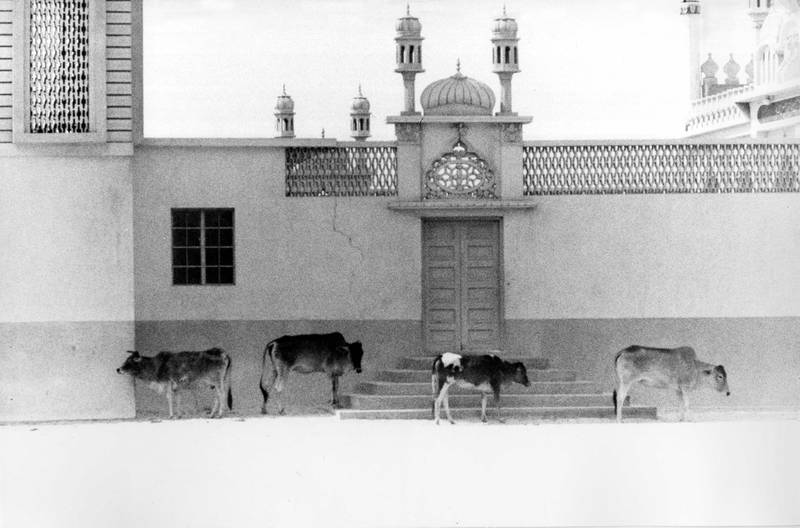 Cows enjoy the run of Dubai's streets in 1971. Shutterstock